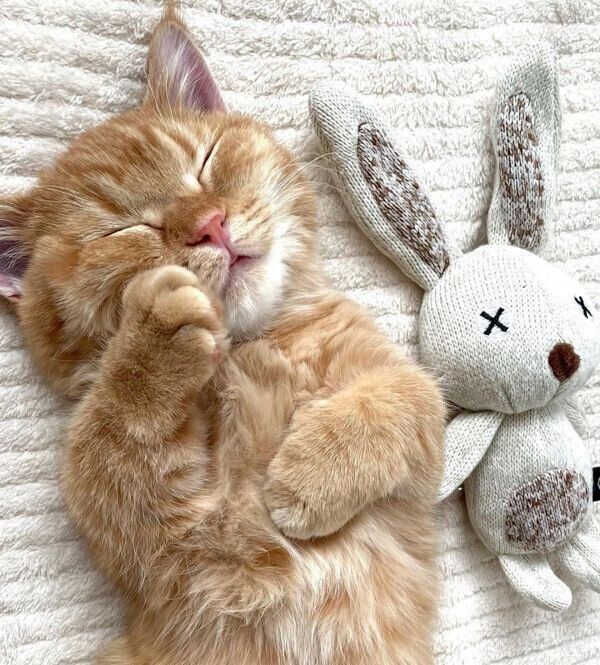 気持ちよさそうに眠るうにくん