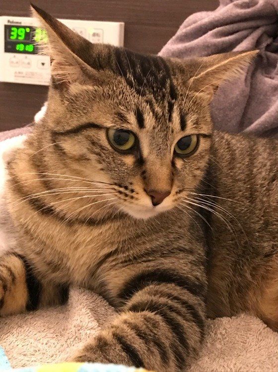 うっとりにゃ～