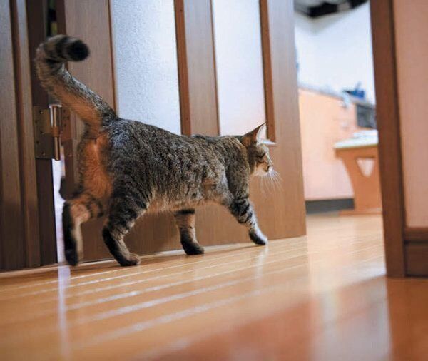 あなたと暮らす愛猫の世界には22の好きがあふれている