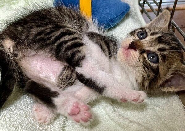 子猫時代のモモちゃん