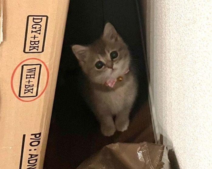 箱の裏でちんまりするおんぷちゃん