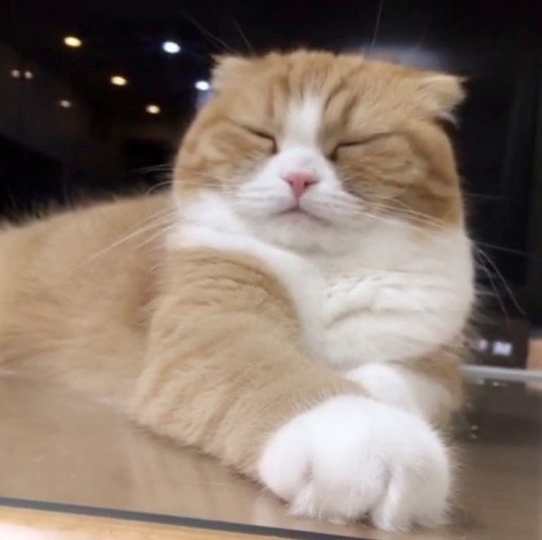 お手てがモフモフなスコティッシュフォールド