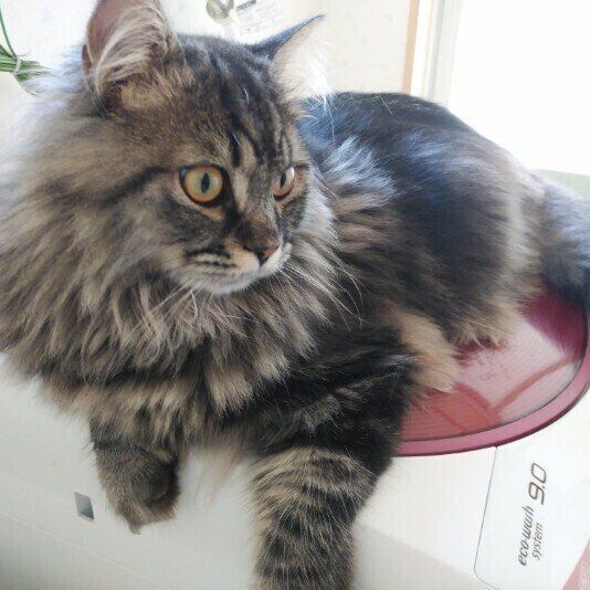 洗濯機の上の猫（サイベリアン、オス）