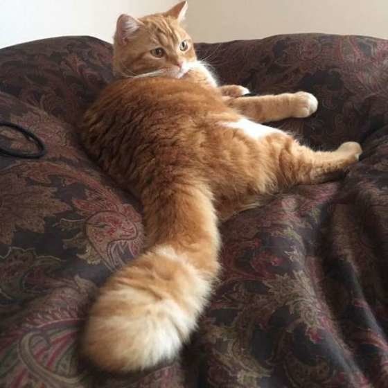 スコティッシュフォールドのレーヴくん