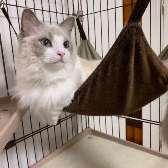 ラグドールのこむぎちゃん