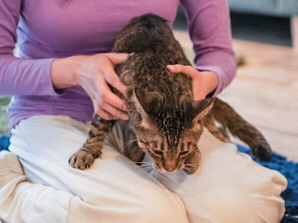 抱っこされる猫