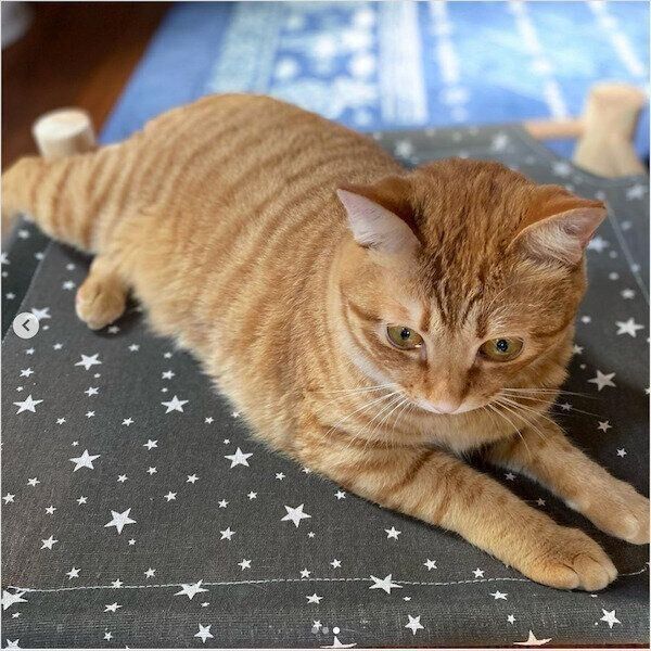 ダイソーの猫グッズ