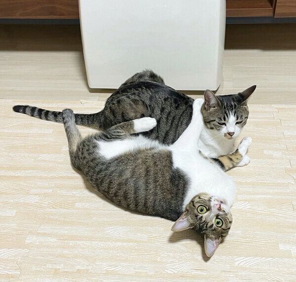 仲良しなわらびちゃんときなこちゃん