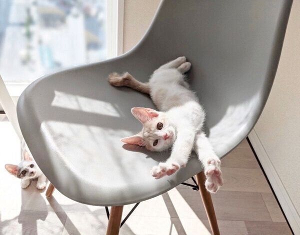 コメちゃんとミソくん