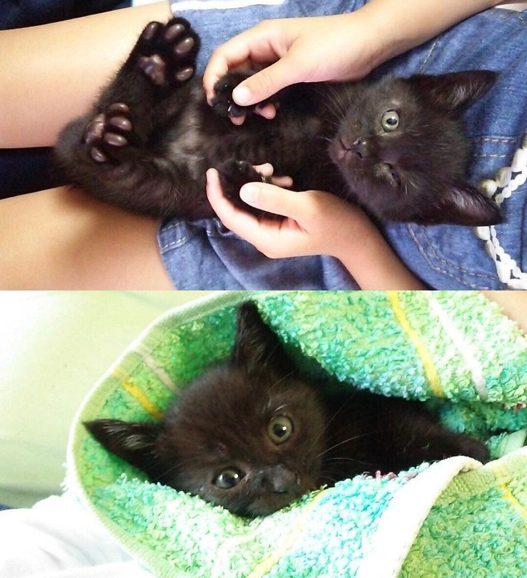 子猫時代のはなびくん。