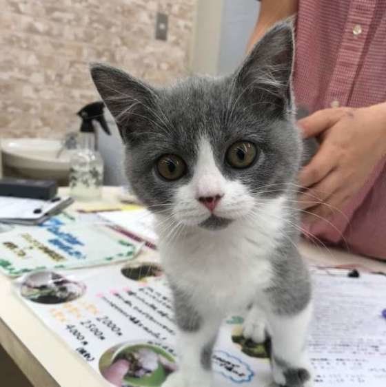 ペットショップで出会ったマンチカン