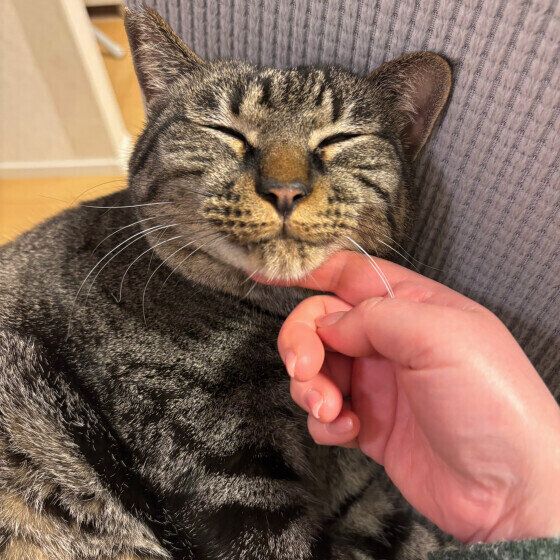 Mix（キジトラ）のまろくん♪