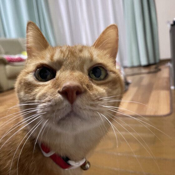 MIXのにゃんすけくん