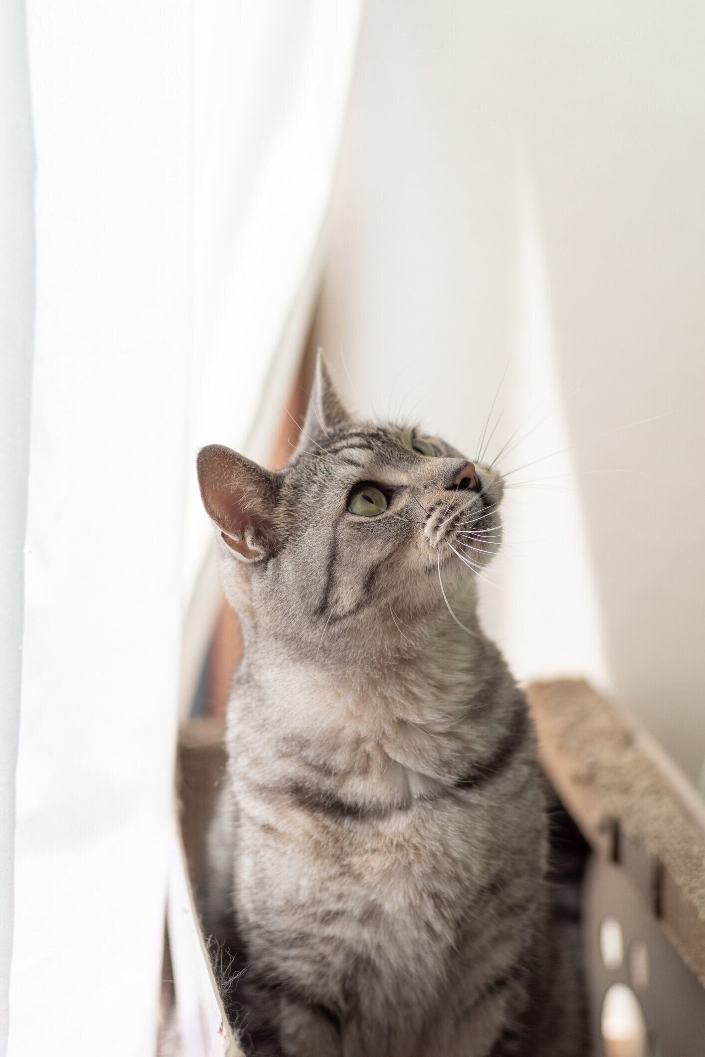 見上げている猫