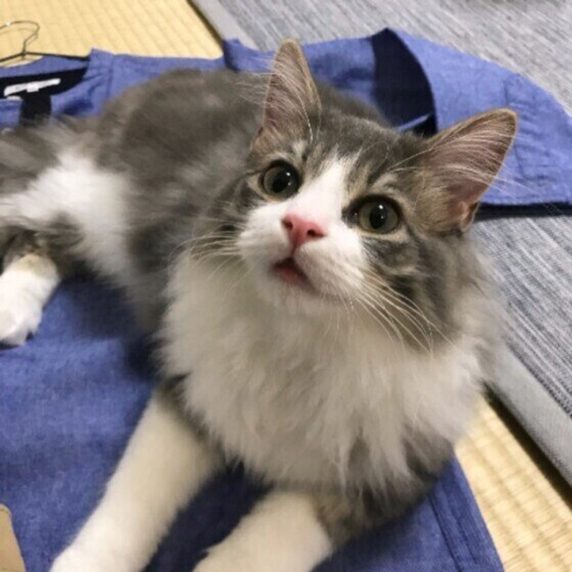 猫が人や物にちょこんと乗る理由がとても健気だった ねこのきもちweb Magazine 猫が人や物にちょこんと乗る理由がとても健気だった ねこのきもちweb Magazine