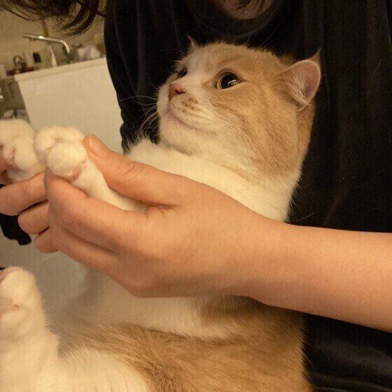 苦労している猫飼いさん多数 猫の 爪切り 理想の頻度とコツは 獣医師解説 ねこのきもちweb Magazine