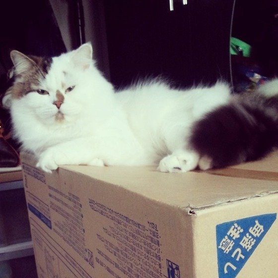 段ボールの上でまどろむ猫