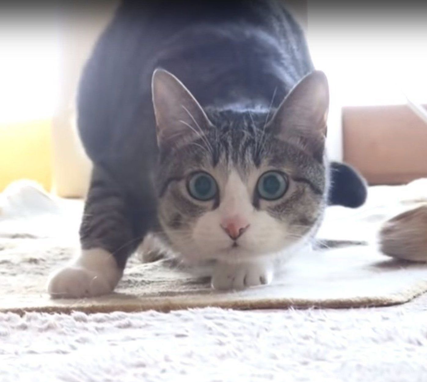 ハンター猫の真剣すぎる表情と 面白すぎる動きのギャップがすごい ねこのきもちweb Magazine ハンター猫の真剣すぎる表情と 面白すぎる動きのギャップがすごい ねこのきもちweb Magazine