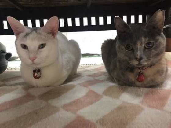 ダブル香箱座り