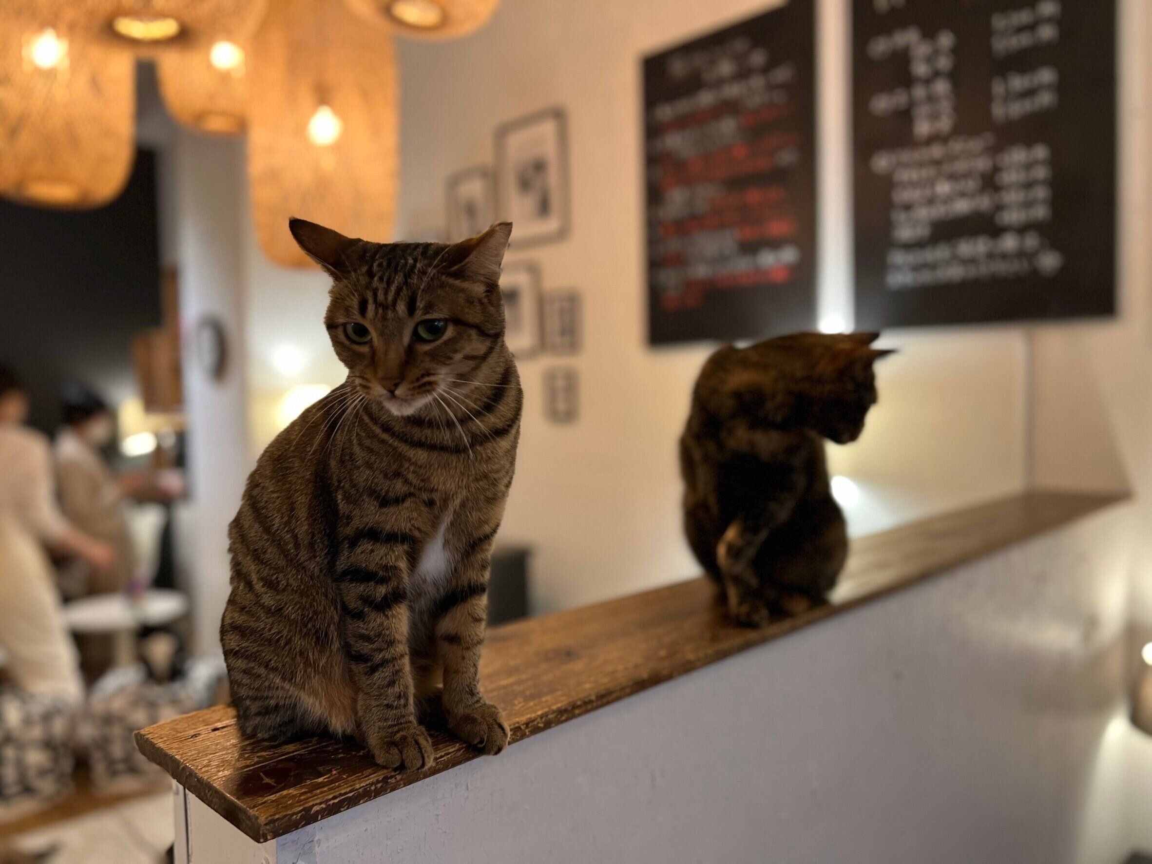 猫スタッフのかわいい日常