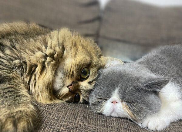 まったりする猫たち