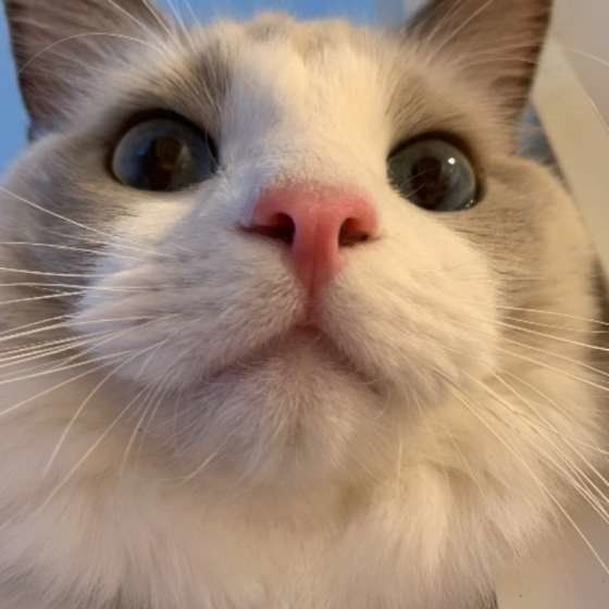 ラグドールのこむぎちゃん