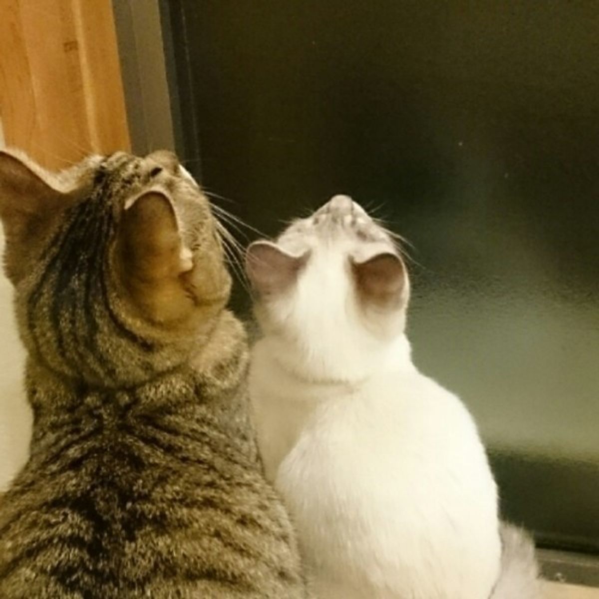 猫のマーキング行為に困っちゃう 原因を探って対策を考えよう ねこのきもちweb Magazine 猫のマーキング行為に困っちゃう 原因を探って対策を考えよう ねこのきもちweb Magazine