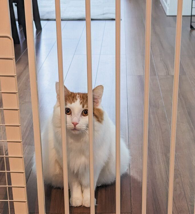 脱走防止柵の手前で待つにんたくん