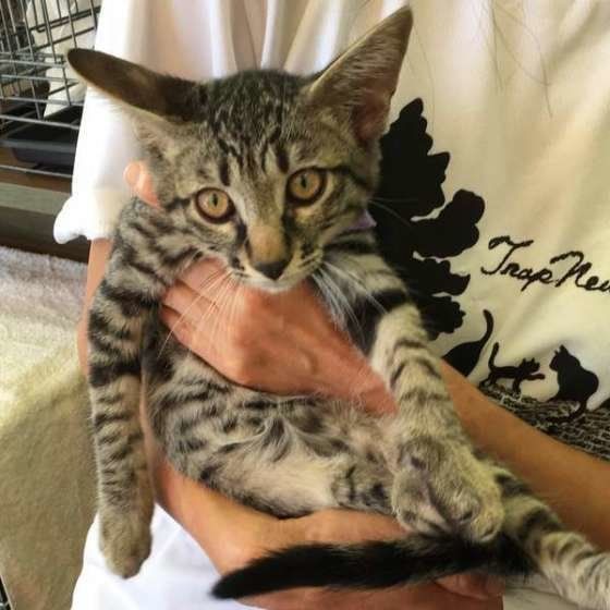 おとなしく抱っこされるキジトラの虎太郎くん