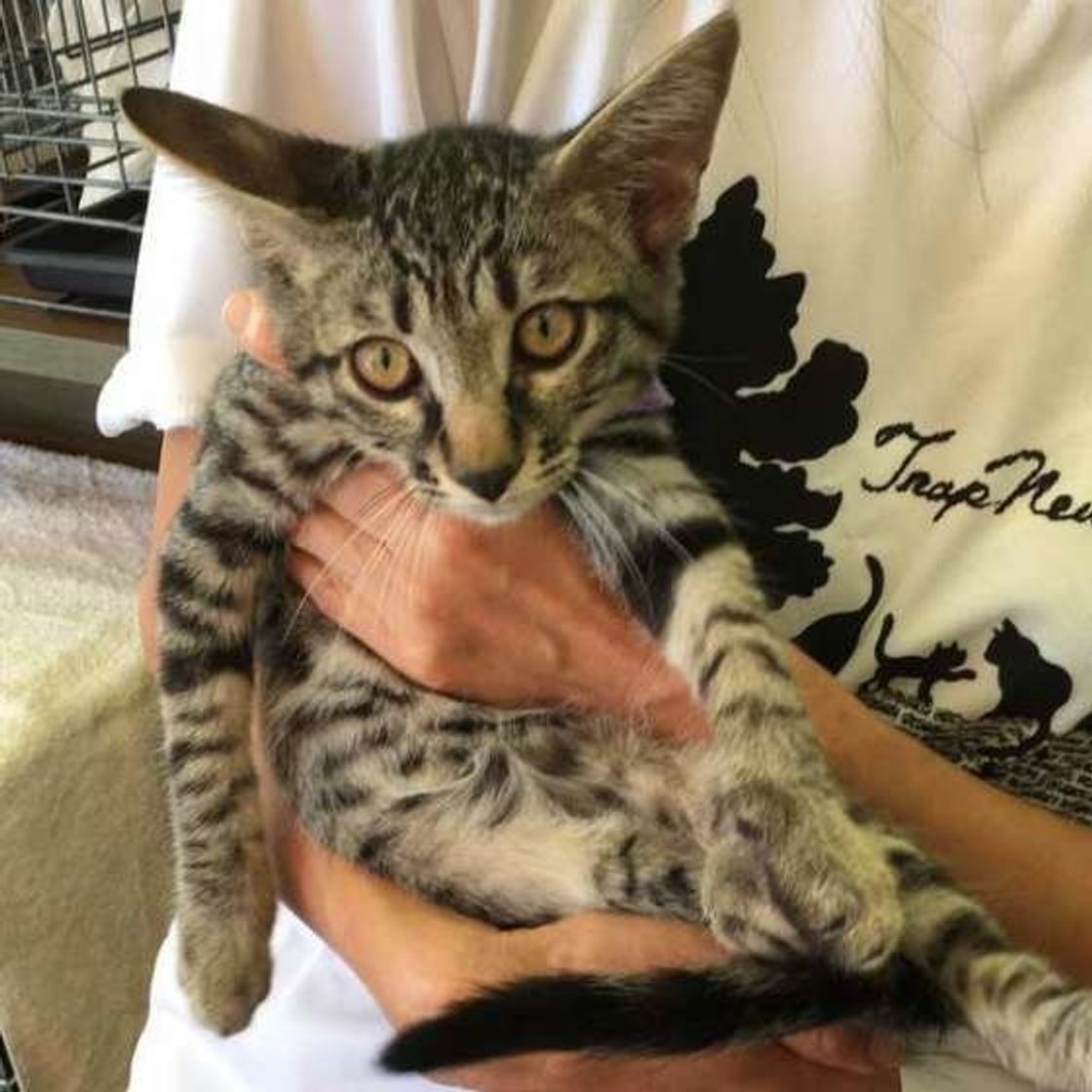 猫の平熱は何度 もしものときに役立つ体温の測り方と受診の目安 ねこのきもちweb Magazine 猫の平熱は何度 もしものときに役立つ体温の測り方と受診の目安 ねこのきもちweb Magazine