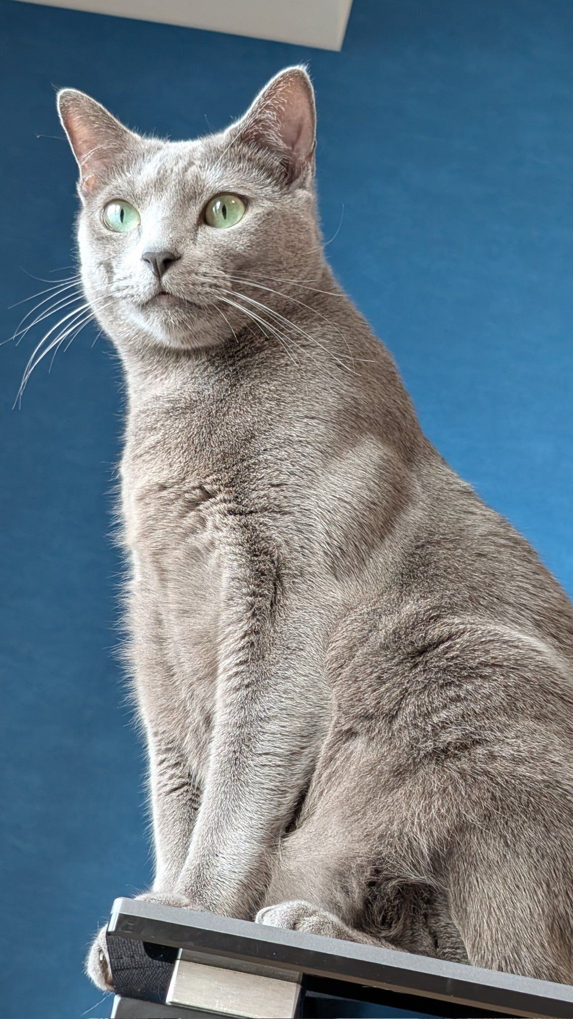 室内で座っているロシアンブルー