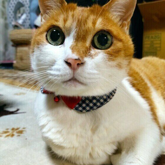 茶トラ猫のちゃあちゃん