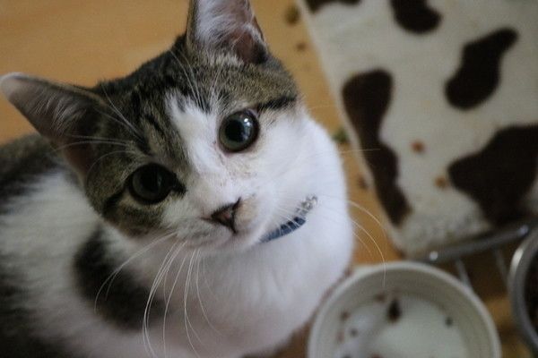 フードボウルと猫