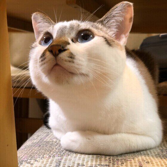 見上げる猫