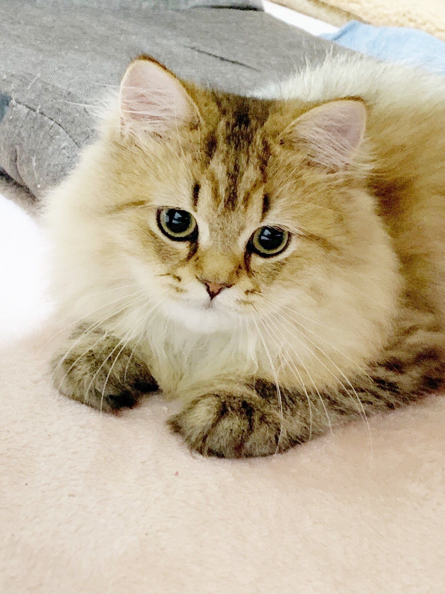 生後5カ月のペルシャの子猫