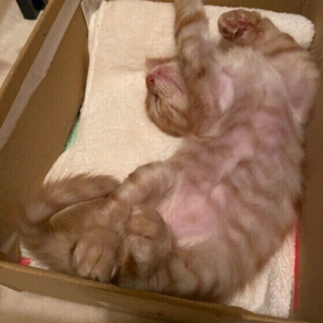 無防備すぎる猫 多数出没 猫が夏になると おだらけポーズ になる理由 ねこのきもちweb Magazine 無防備すぎる猫 多数出没 猫が夏になると おだらけポーズ になる理由 ねこのきもちweb Magazine