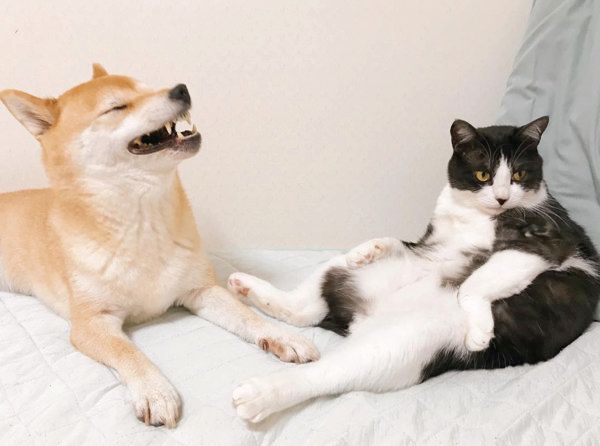 はちわれ猫のからしちゃんと柴犬のうららちゃん