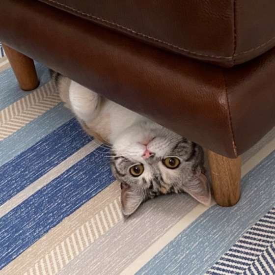 ひょこっと顔を出すスコティッシュフォールド