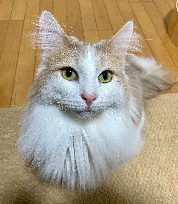 見つめるエドくん