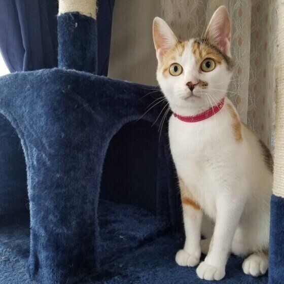 キャットタワーでくつろぐジャパニーズ・ボブテイル