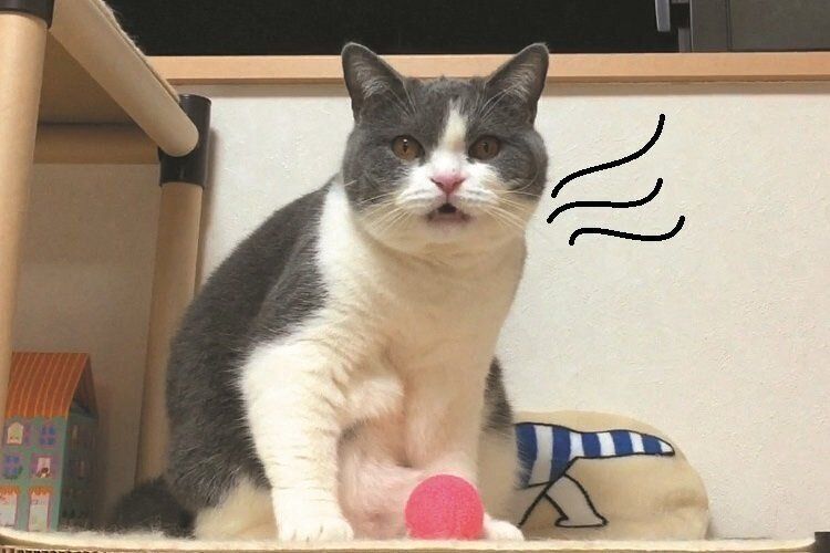 画像／2019年11月号『フレーメンファンクラブ通信』