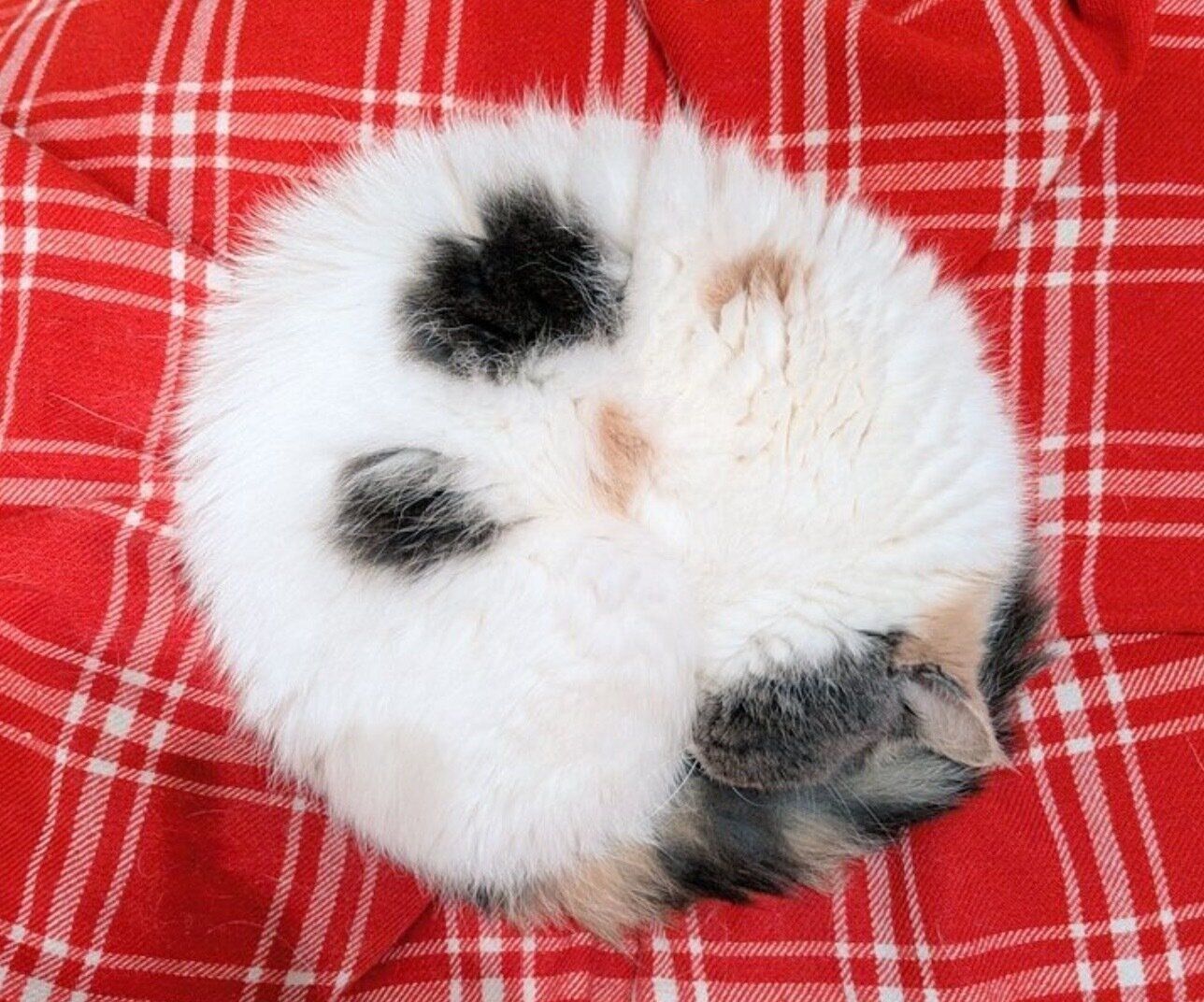 丸くなって眠るジャスミンちゃん