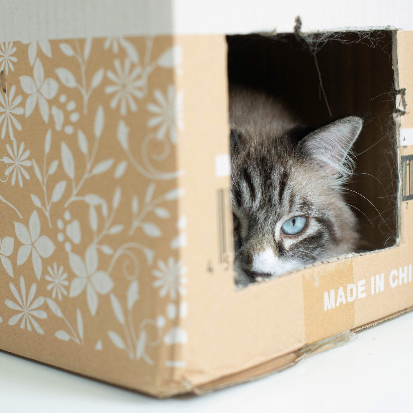小さくてもボロボロでも構わない 段ボールマニアな猫たち5連発 ねこのきもちweb Magazine 小さくてもボロボロでも構わない 段ボールマニアな猫たち5連発 ねこのきもちweb Magazine