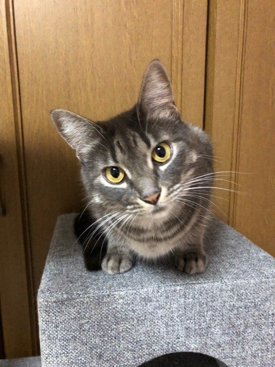 凛々しくこっちを見る猫