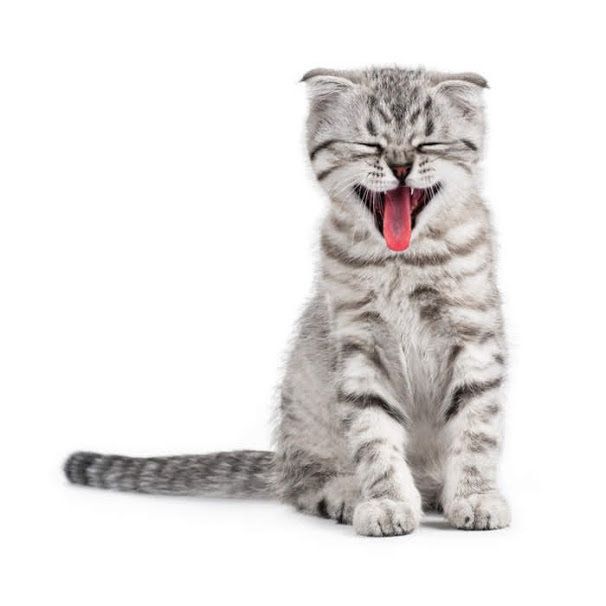 あくびしているアメリカンショートヘアの子猫