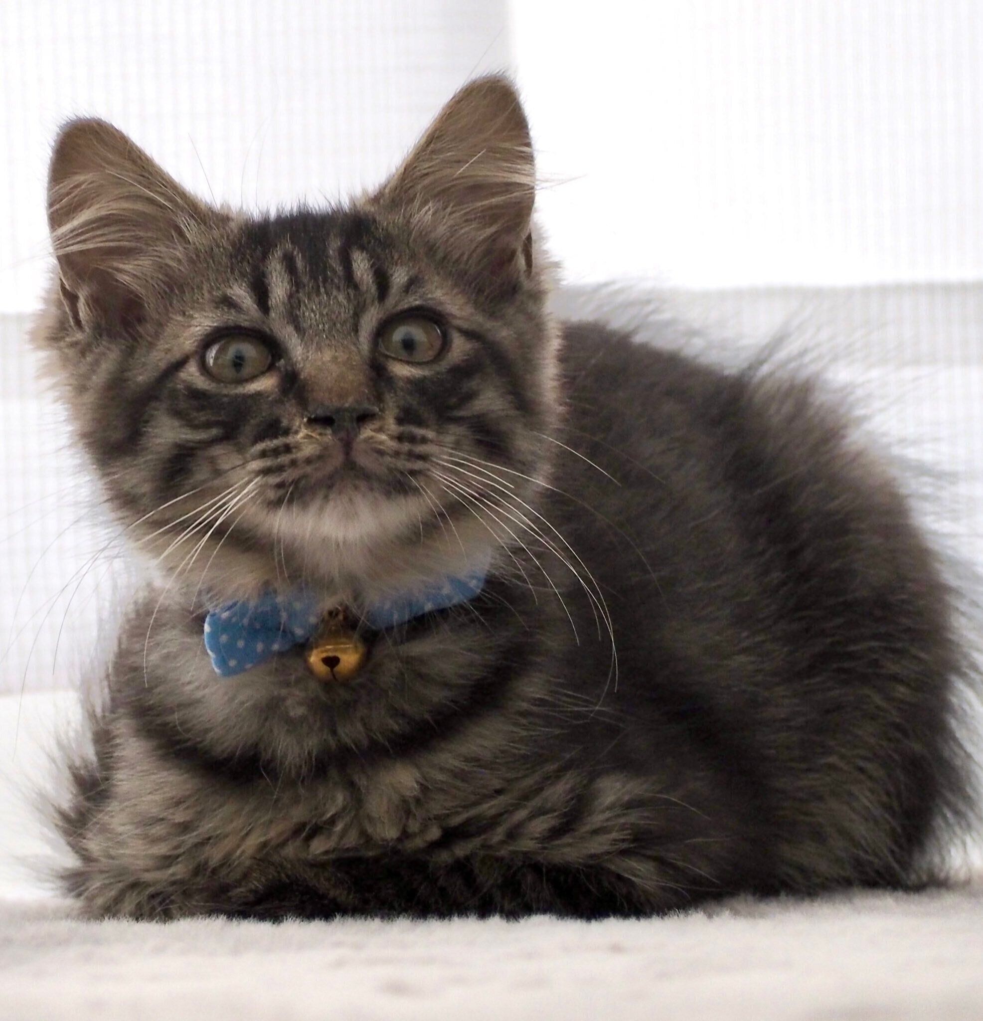 子猫時代のふうまくん　当時は鼻の調子があまりよくなかったのだとか