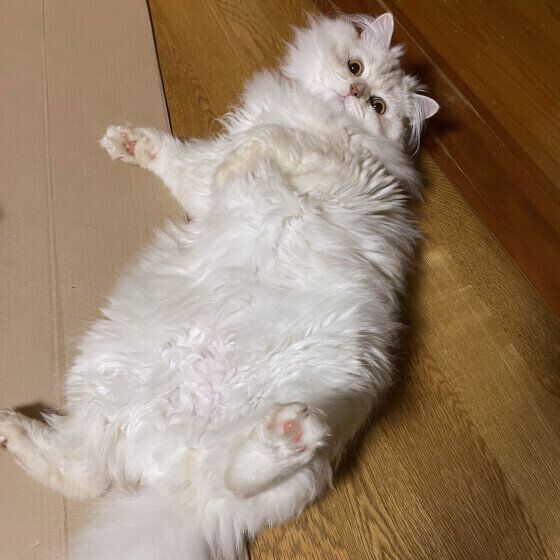 へそ天するスコティッシュフォールド・ロングヘアのこはくくん