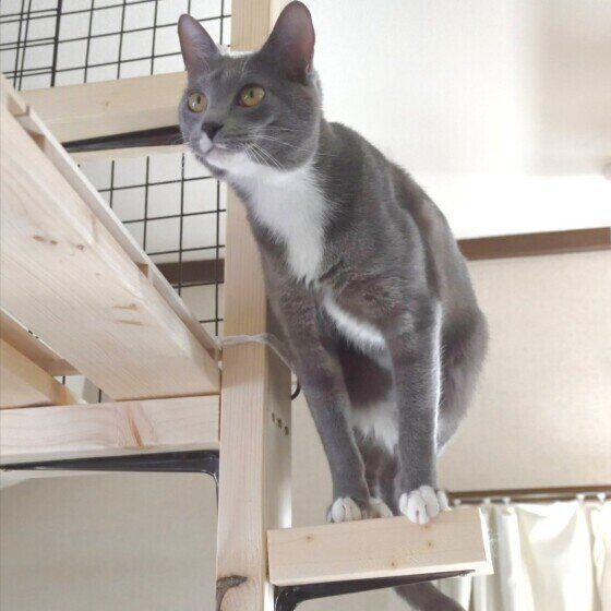 ジャンプする直前の蘭丸くん