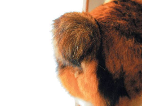 猫の珍しっぽ・画像／「ねこのきもち」2018年7月号（読者提供）