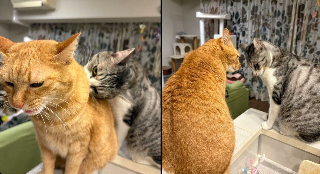 サバシくんと先住猫・こいもちゃん。